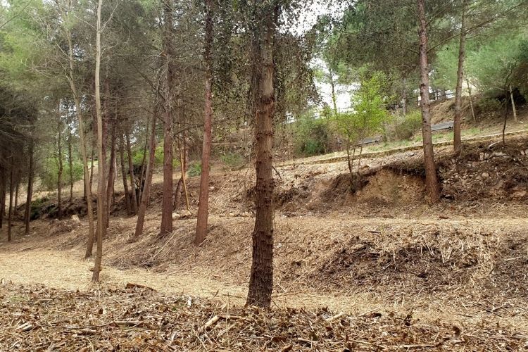 Cortafuegos forestal