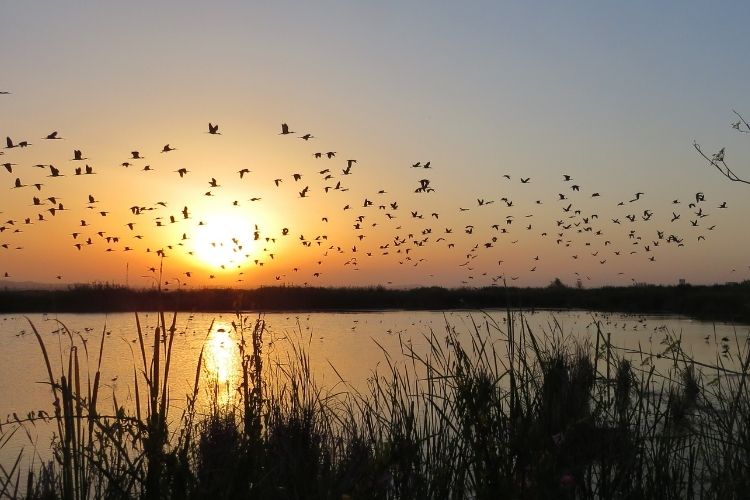 Imagen del Tancat de Milla