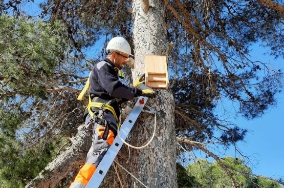 Ir a la noticia Hidraqua potencia la lucha biológica contra las plagas forestales en el Recorral a través de la instalación de nidos de aves y murciélagos