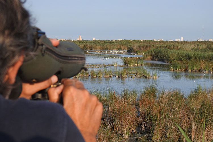Censo de aves en el Tancat de l'Illa