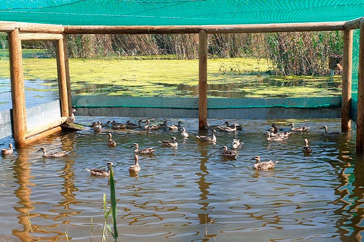 Suelta de cerceta pardilla en el Clot de Galvany 
