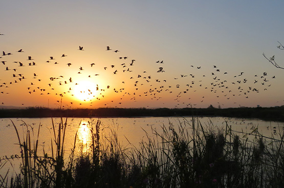 Ir a la noticia Hidraqua apuesta por un modelo de reconstrucción verde basado en planes ecológicos sostenibles