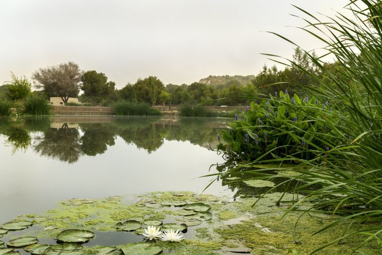 Ir a la noticia Hidraqua y sus empresas participadas destinan un 88% de agua reutilizada para uso agrícola y un 7,5% para el entorno ambiental