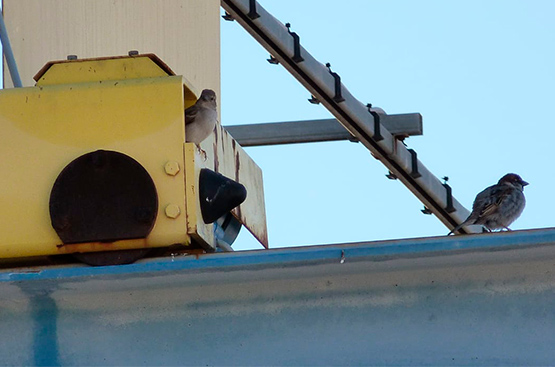 Ir a la noticia 40 profesionales de la plantilla de Hidraqua participan en el programa de voluntariado corporativo Biobserva para la observación de aves