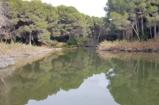 Ir a la noticia Hidraqua apuesta por preservar los ecosistemas, naturalizar las instalaciones y desarrollar infraestructuras verdes a través de la gestión del agua y las alianzas