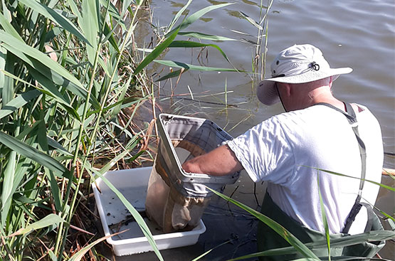 Ir a la noticia Hidraqua y la UV estudian los grupos biológicos acuáticos indicadores de la calidad del agua en los humedales del Tancat de l'Illa y Tancat de Milia